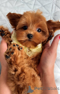 Photo №3. Male Maltase puppy. Netherlands