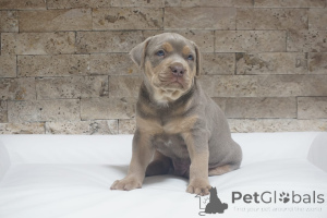Photo №4. I will sell american pit bull terrier in the city of Knjazevac.  - price - 1548$