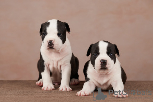 Photo №2 to announcement № 8659 for the sale of american staffordshire terrier - buy in Russian Federation breeder