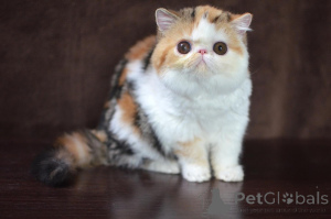 Photo №1. persian cat - for sale in the city of Munich | negotiated | Announcement № 165337