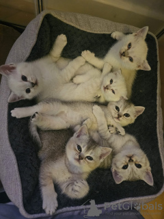 Photo №2 to announcement № 120010 for the sale of british shorthair - buy in Germany private announcement