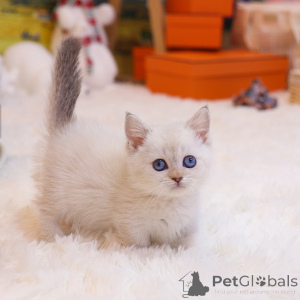Photo №3. lovely Munchkin kittens. United States