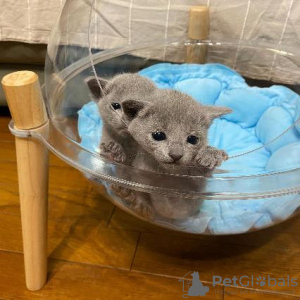 Photo №2 to announcement № 121115 for the sale of russian blue - buy in Finland private announcement, breeder