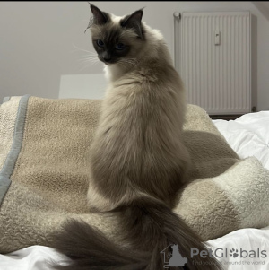 Photo №3. birman. Germany