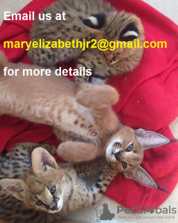 Photo №3. Top caracal kittens for sale / Africa serval kittens for adoption. United States