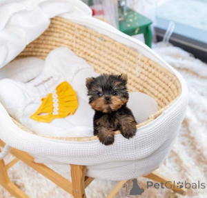 Photo №4. I will sell yorkshire terrier in the city of Helsinki. private announcement, from the shelter - price - 516$