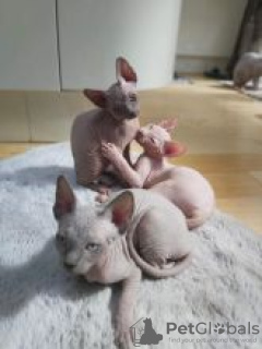 Photo №2 to announcement № 55154 for the sale of sphynx cat - buy in Sweden 