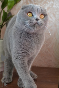 Photo №2 to announcement № 17208 for the sale of scottish fold - buy in Ukraine from nursery