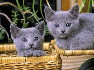 Photo №1. russian blue - for sale in the city of Brest | 342$ | Announcement № 422