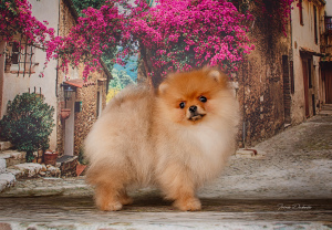 Photo №1. pomeranian - for sale in the city of Минск | 2116$ | Announcement № 4717