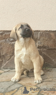 Additional photos: Turkish Kangal puppies