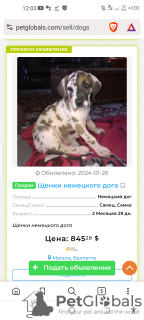 Photo №2 to announcement № 88974 for the sale of pomeranian - buy in Germany private announcement