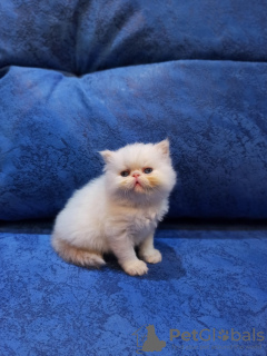 Additional photos: Selling Persian kittens of the Extreme type. Color Cream Point. 3 boys and 1