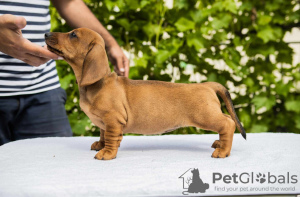 Photo №1. dachshund - for sale in the city of Šabac | negotiated | Announcement № 104264