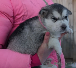 Photo №3. Alaskan Malamute puppies from champions. Russian Federation