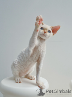 Photo №1. devon rex - for sale in the city of Frankfurt | negotiated | Announcement № 164281
