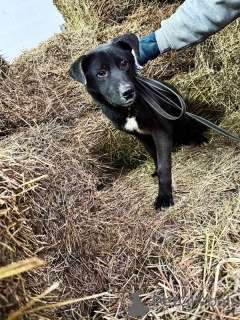 Photo №3. They are looking for a house with grown puppies.. Russian Federation