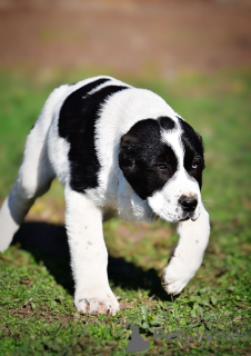 Photo №2 to announcement № 135175 for the sale of central asian shepherd dog - buy in Serbia private announcement