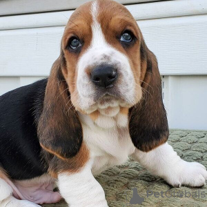 Photo №1. basset hound - for sale in the city of Antwerp | negotiated | Announcement № 169663