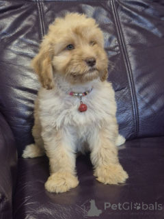 Photo №4. I will sell labradoodle in the city of Vilovo. breeder - price - negotiated