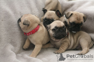Photo №4. I will sell pug in the city of Bremen. private announcement - price - 396$