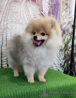 Photo №4. I will sell pomeranian in the city of Москва. from nursery - price - negotiated