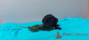 Photo №2 to announcement № 164028 for the sale of poodle (toy) - buy in Finland private announcement, from the shelter