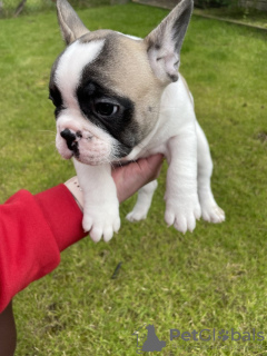 Photo №1. french bulldog - for sale in the city of Bronxville | 350$ | Announcement № 78094