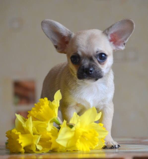 Photo №4. I will sell chihuahua in the city of Poltava. from nursery - price - negotiated