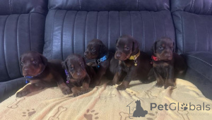 Photo №1. dobermann - for sale in the city of Aiola | negotiated | Announcement № 170570