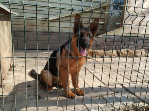 Photo №4. I will sell german shepherd in the city of Москва. private announcement, breeder - price - 399$