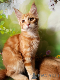 Photo №2 to announcement № 18367 for the sale of maine coon - buy in Russian Federation from nursery