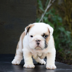Photo №2 to announcement № 3703 for the sale of english bulldog - buy in Russian Federation breeder