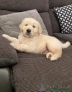 Photo №2 to announcement № 169265 for the sale of golden retriever - buy in Finland breeder