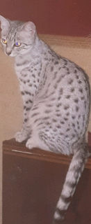 Photo №1. egyptian mau - for sale in the city of Москва | 424$ | Announcement № 2480