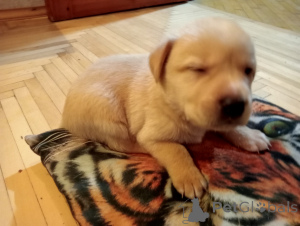Photo №1. labrador retriever - for sale in the city of Stavropol | 558$ | Announcement № 142832