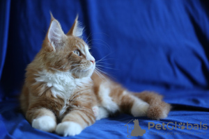 Photo №4. I will sell maine coon in the city of St. Petersburg. from nursery, breeder - price - 1217$