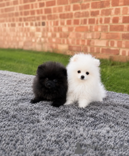 Photo №1. pomeranian - for sale in the city of Frankfurt | negotiated | Announcement № 168958