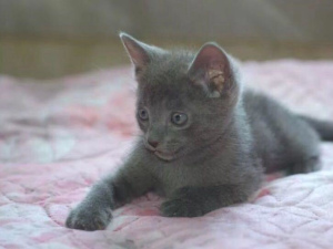 Photo №3. Kittens Russian blue cats were born 2 months ago. Manual and affectionate,. Russian Federation
