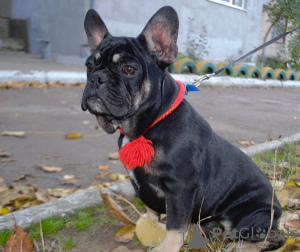 Photo №1. french bulldog - for sale in the city of Odessa | 550$ | Announcement № 7451