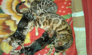 Photo №4. I will sell bengal cat in the city of Magnitogorsk. private announcement, from nursery - price - negotiated
