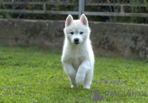 Photo №4. I will sell siberian husky in the city of Ниш. breeder - price - negotiated