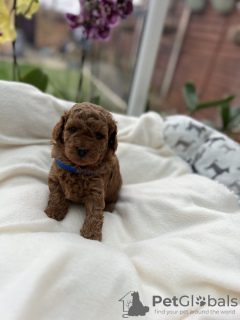 Photo №3. Mini Poodle puppies for sale. Germany