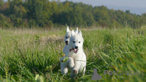 Photo №3. Beautiful Husky Puppies Your Loyal Companions!. Serbia