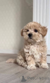 Photo №1. maltipu - for sale in the city of Stralsund | Is free | Announcement № 147553