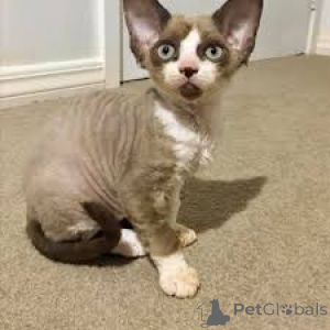 Photo №3. Chatons Cornish Rex disponibles à la vente.. Belgium
