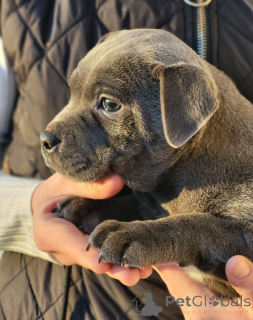 Photo №4. I will sell staffordshire bull terrier in the city of Etterbek. private announcement - price - 640$