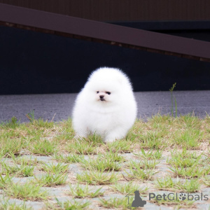 Photo №2 to announcement № 166636 for the sale of pomeranian - buy in Germany private announcement