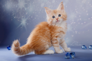 Photo №2 to announcement № 5520 for the sale of maine coon - buy in Russian Federation from nursery, from the shelter