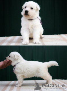 Photo №1. berger blanc suisse - for sale in the city of Москва | negotiated | Announcement № 19724